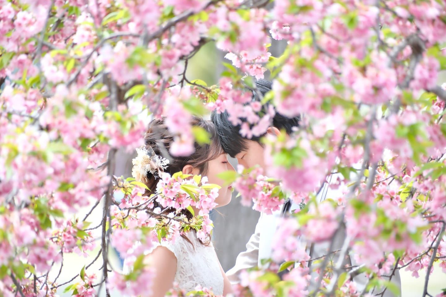 桜でフォトウエディングの花嫁