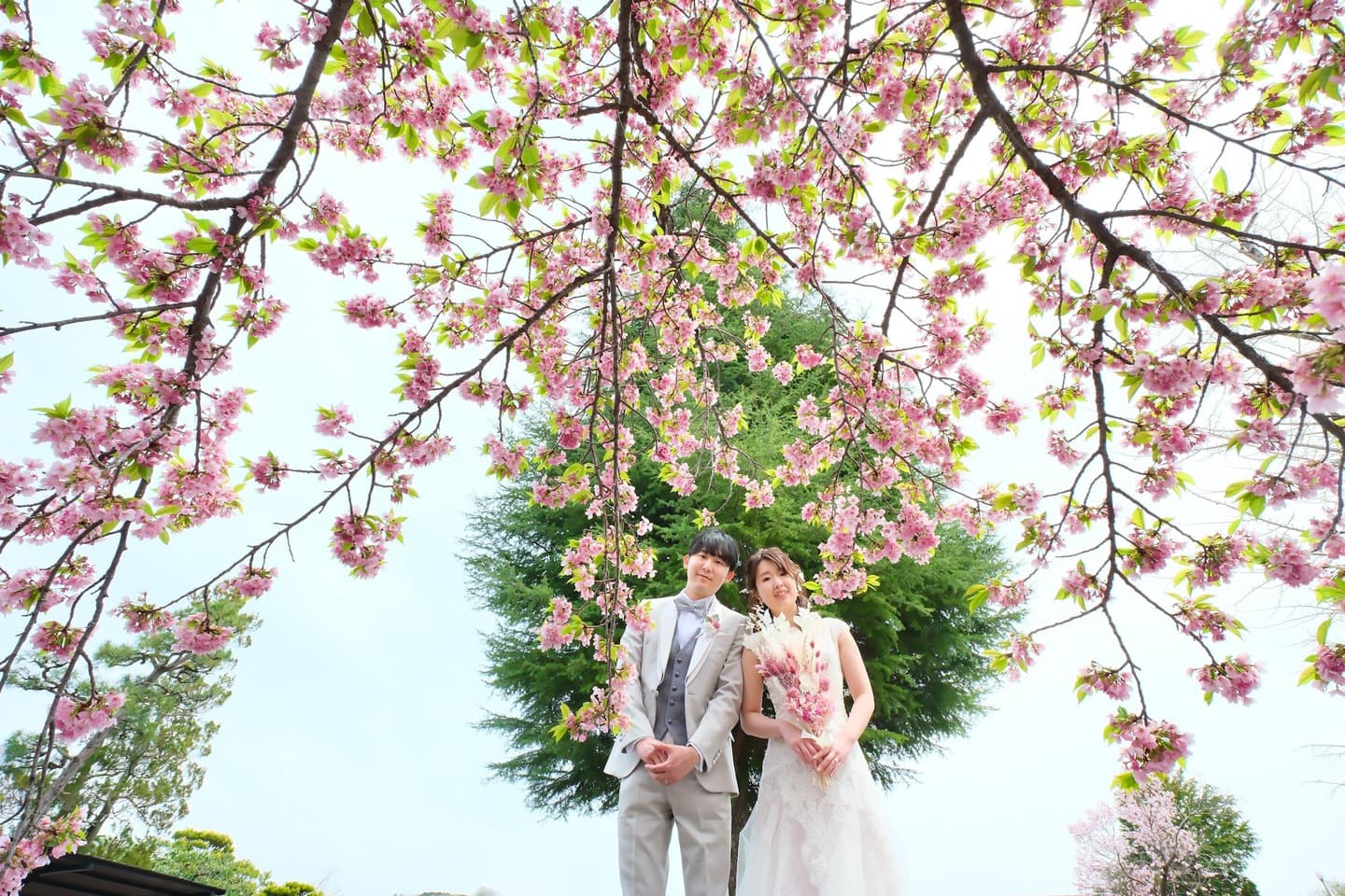 桜でフォトウエディングの花嫁