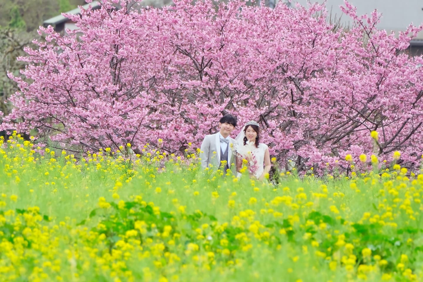 桜でフォトウエディングの花嫁