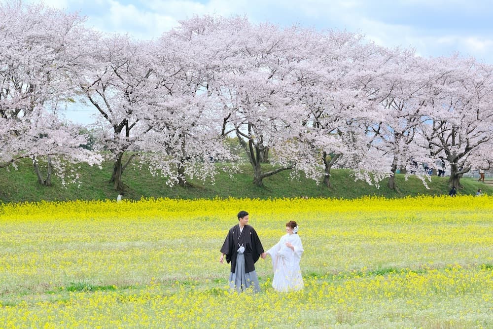 桜と菜の花の前でフォトウェディングをしている新郎新婦