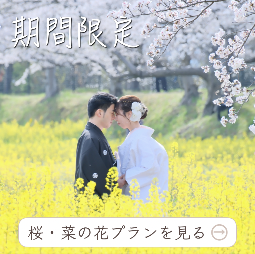 桜と菜の花のプラン