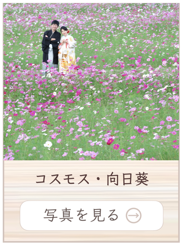 コスモスでの撮影料金