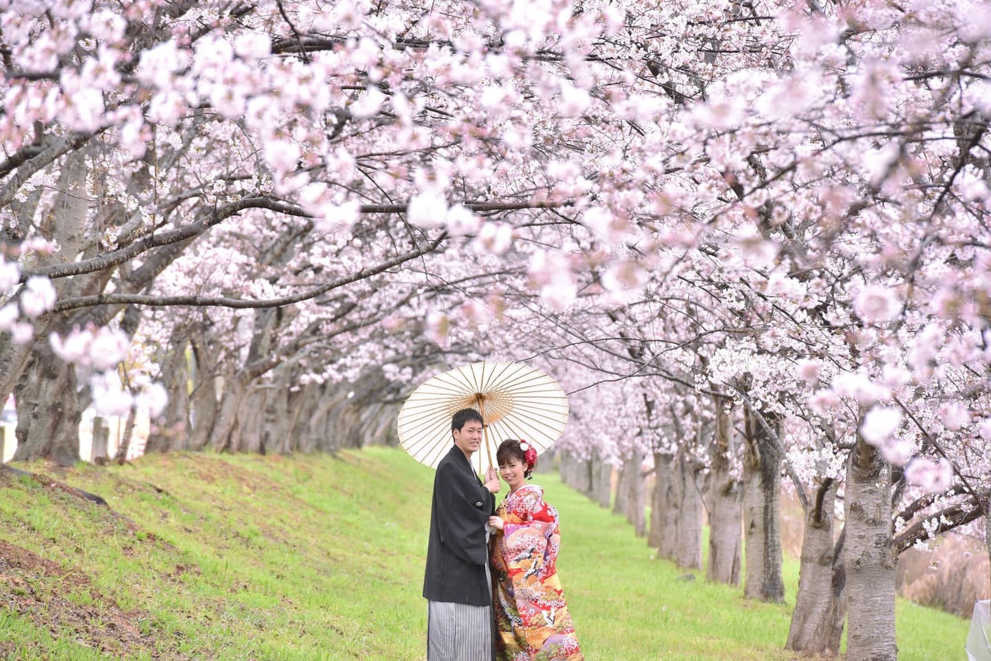 桜で和装フォトウエディング