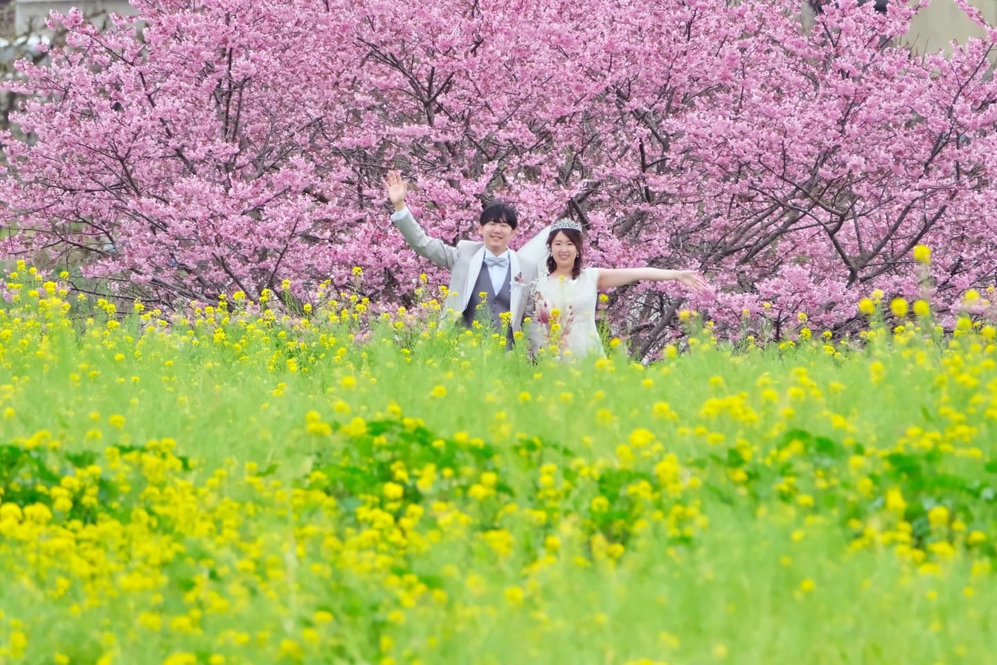 桜で和装フォトウエディングの写真