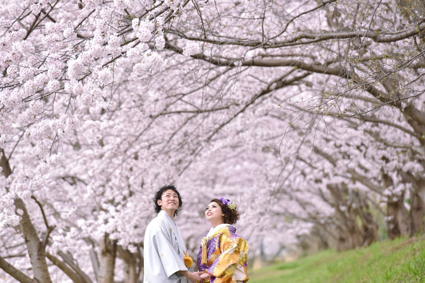 桜で和装フォトウエディング