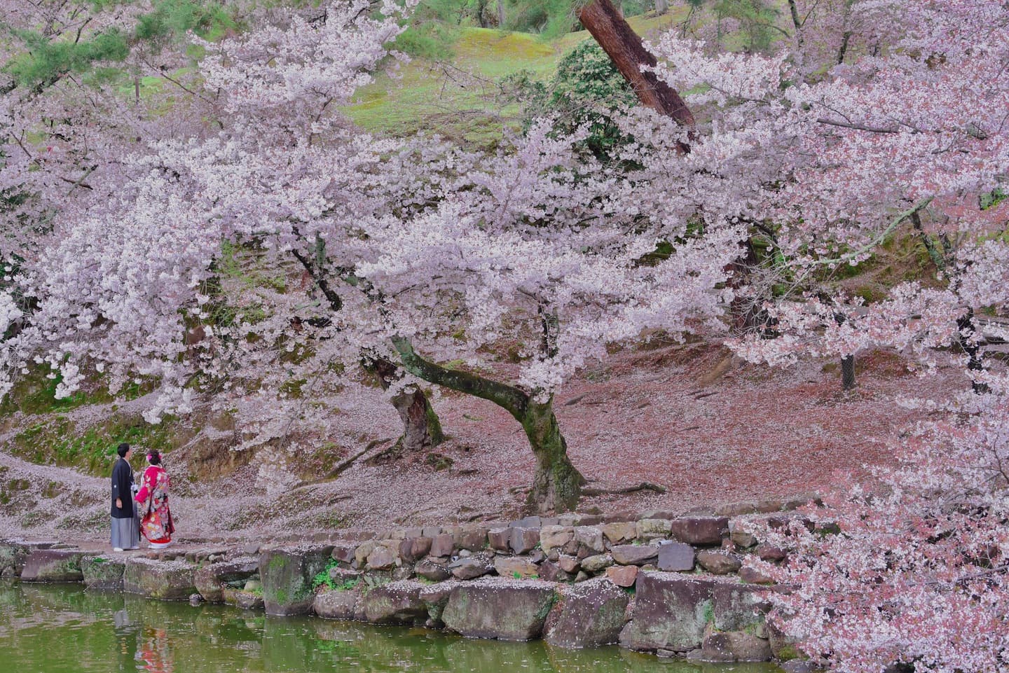 奈良公園の桜でフォトウエディングのカップル