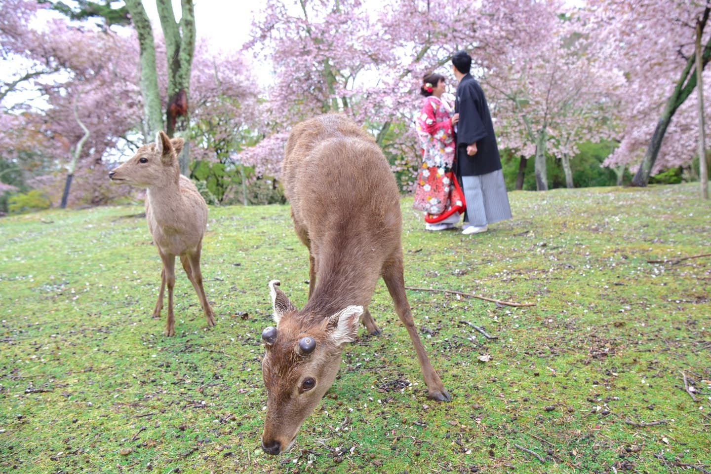奈良公園の桜でフォトウエディングのカップル