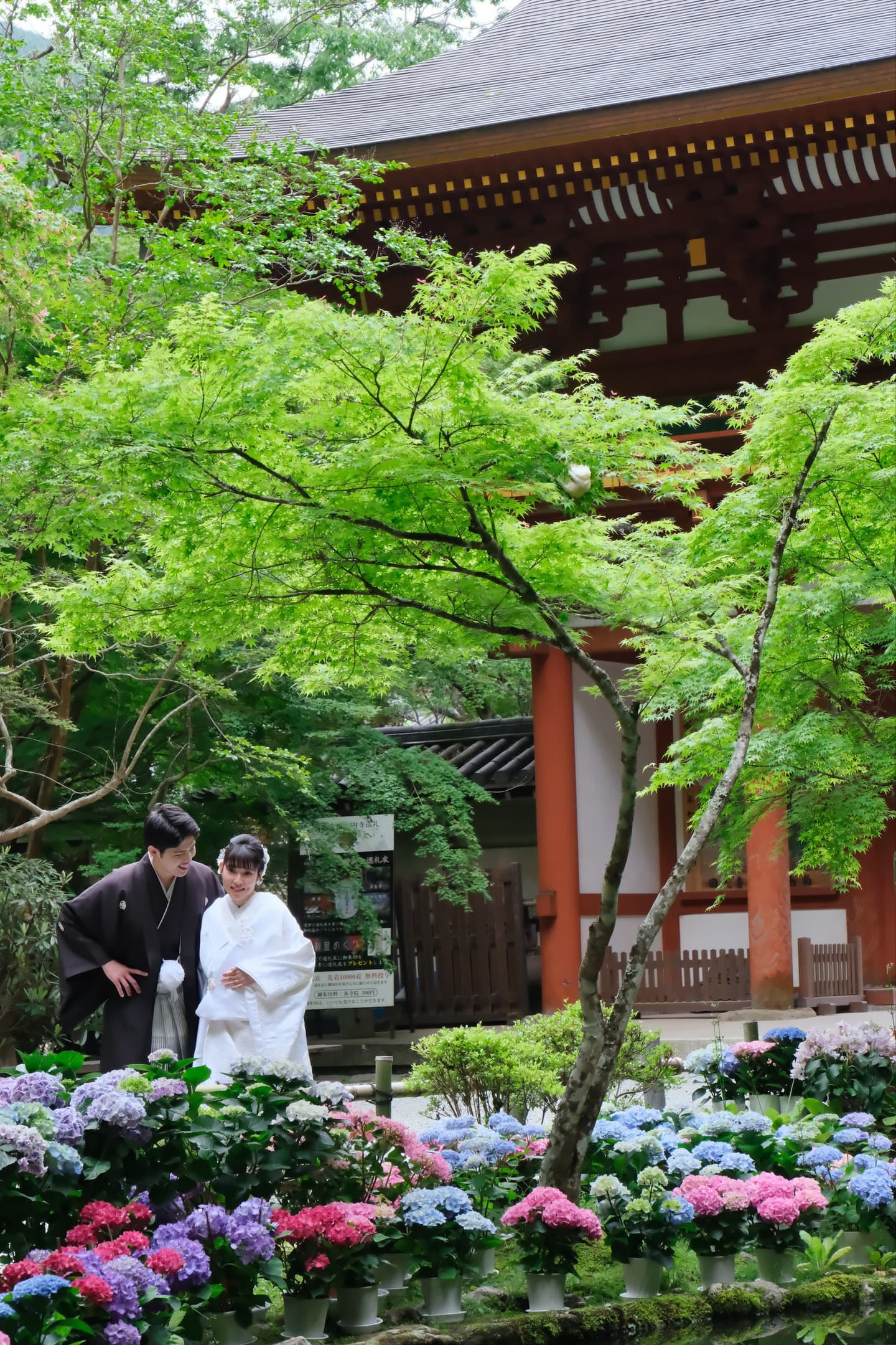 奈良の室生寺で紫陽花の前で前撮り和装着物フォトウエディングをしている新郎新婦の写真