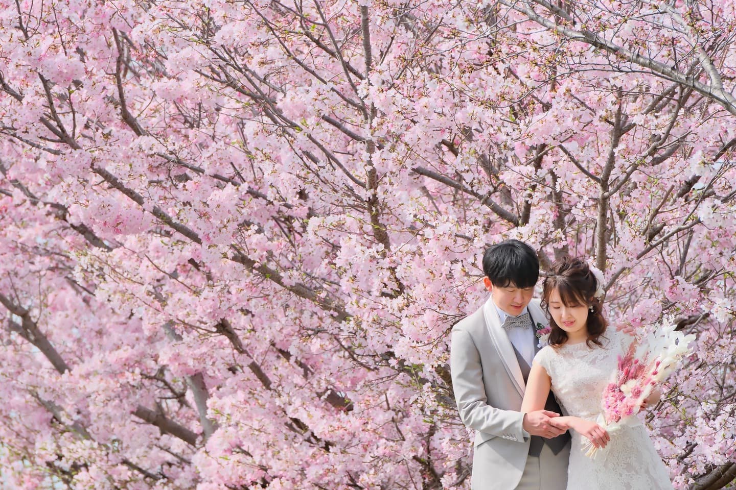 桜でフォトウエディングの花嫁