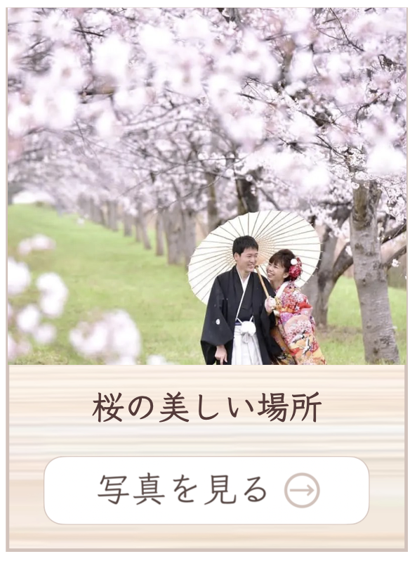 桜の美しい場所での撮影料金