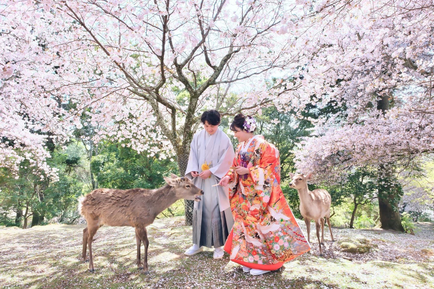 和装着物を着た花嫁様と紋付羽織袴の新郎様の写真