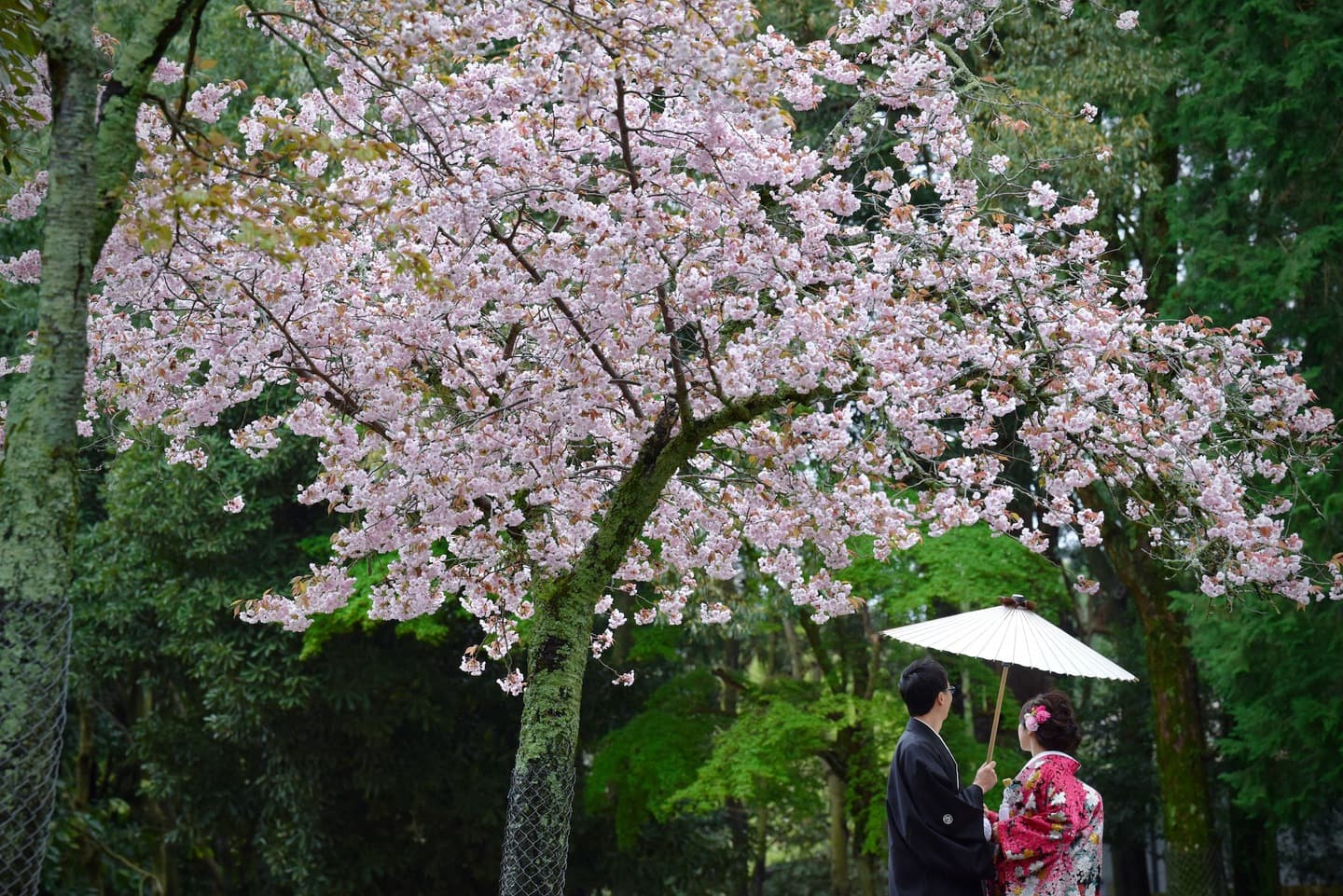 和装着物を着た花嫁様と紋付羽織袴の新郎様の写真