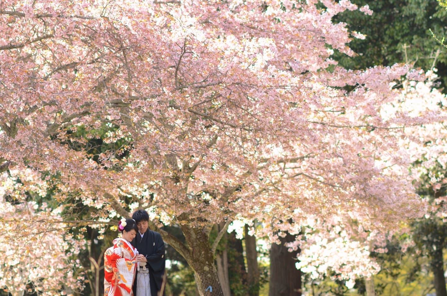 和装着物を着た花嫁様と紋付羽織袴の新郎様の写真