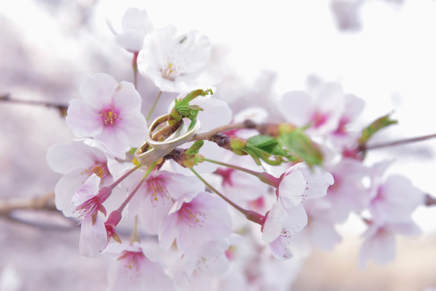 和装着物を着た花嫁様と紋付羽織袴の新郎様の写真