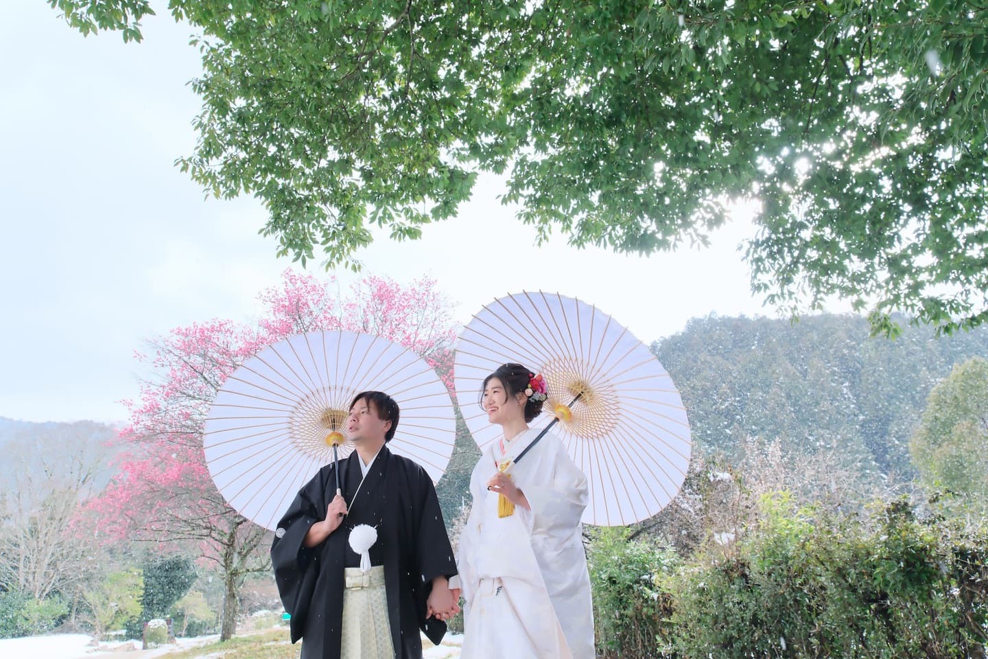 梅の咲く明日香村で白い番傘を差して歩く白無垢と紋付袴の新郎新婦
