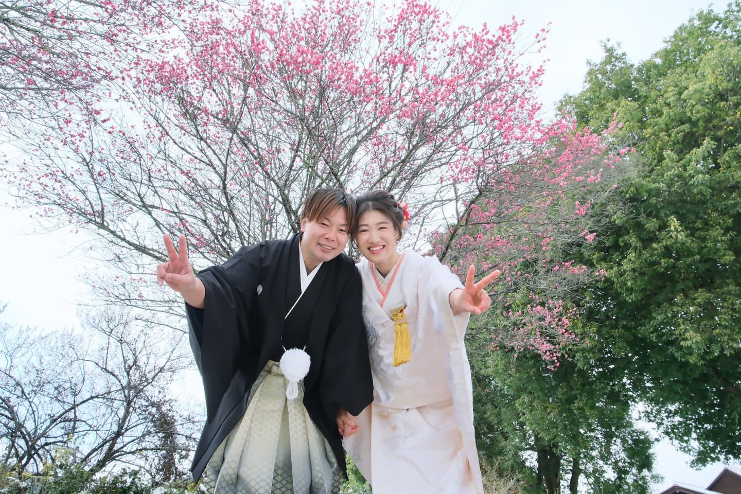 明日香村の梅の花と撮影する和装の新郎新婦