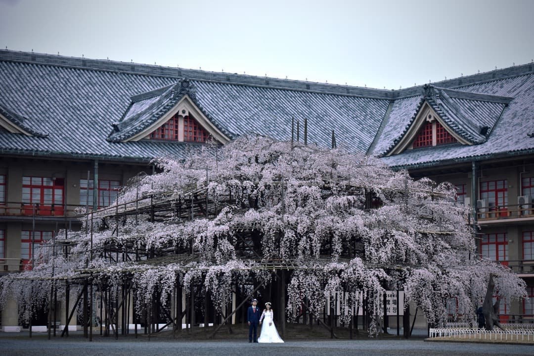 奈良の桜でドレスの結婚写真