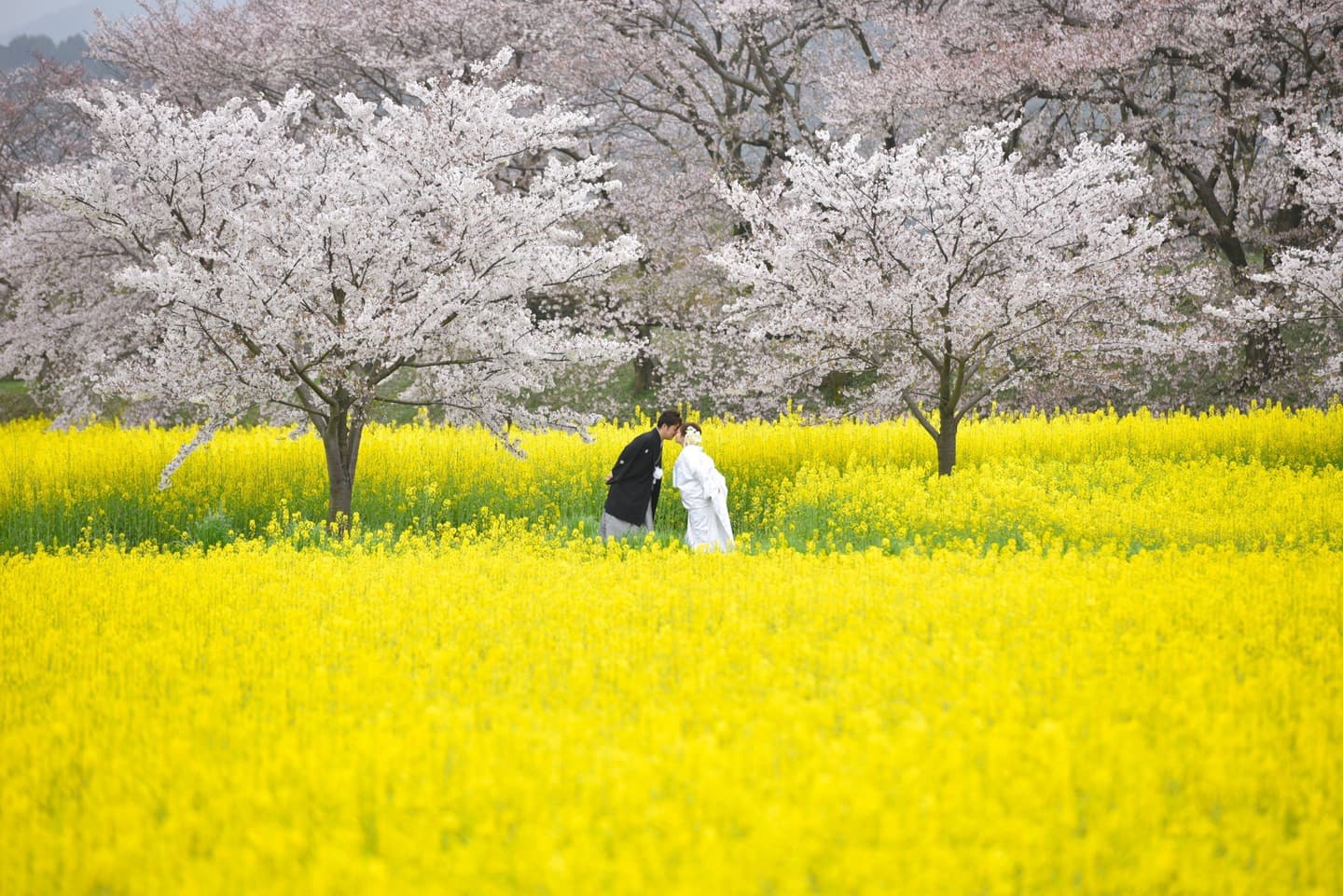 桜と菜の花での奈良フォトウェディングの写真