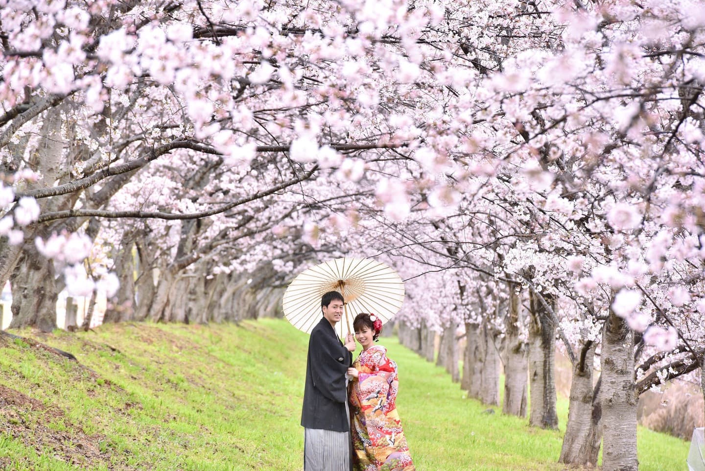 奈良の桜での奈良フォトウェディングの写真