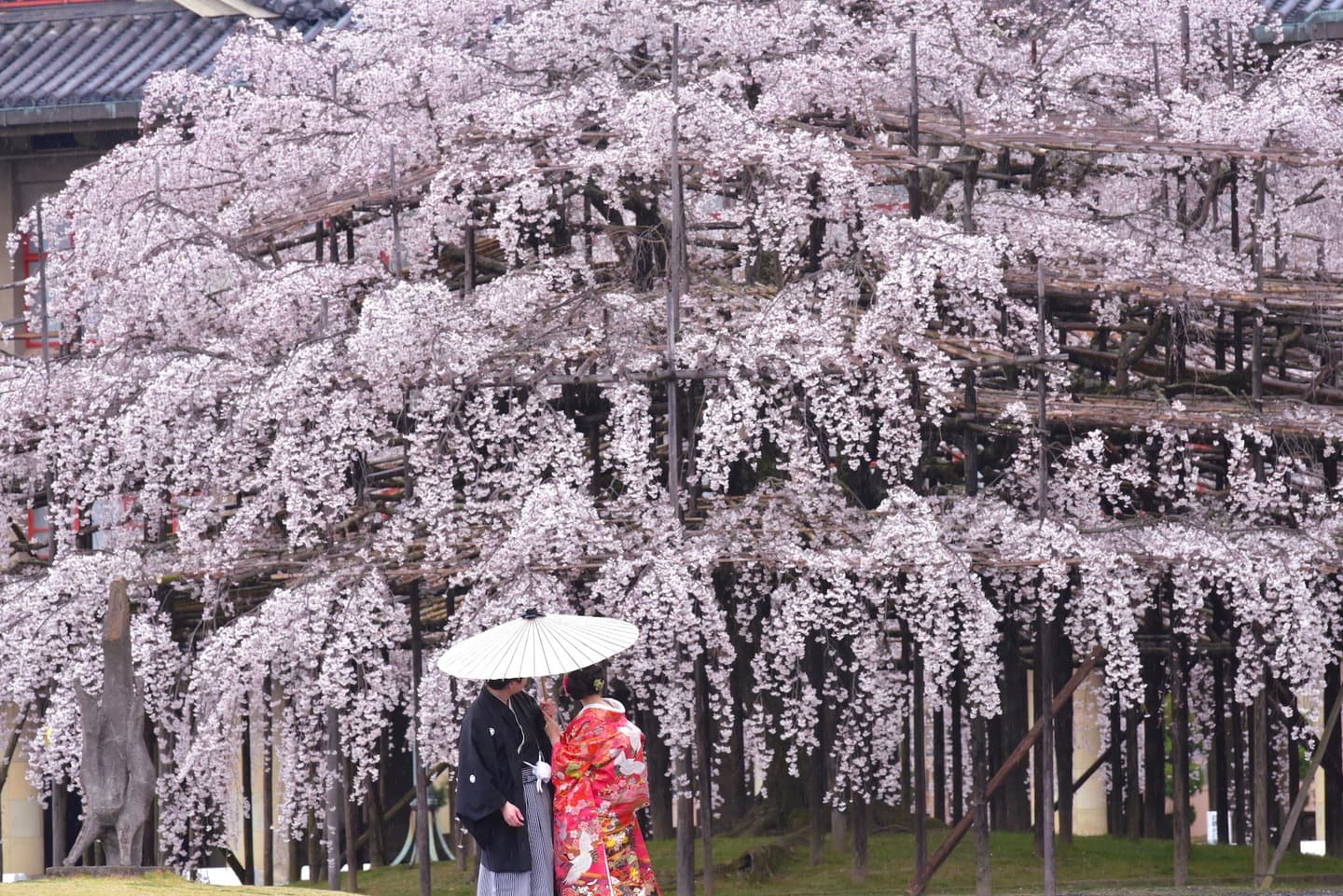 枝垂れ桜でフォトウエディング