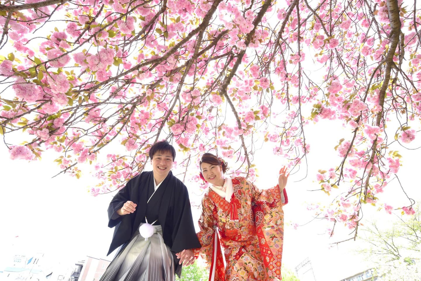 桜で和装フォトウエディングの写真