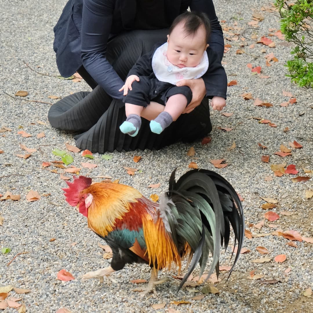 石上神宮でお宮参りの赤ちゃん