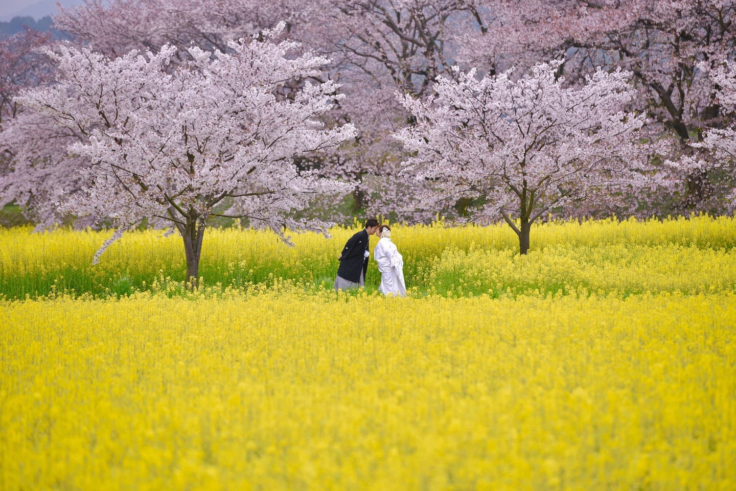 大阪での和装フォトウエディングの写真