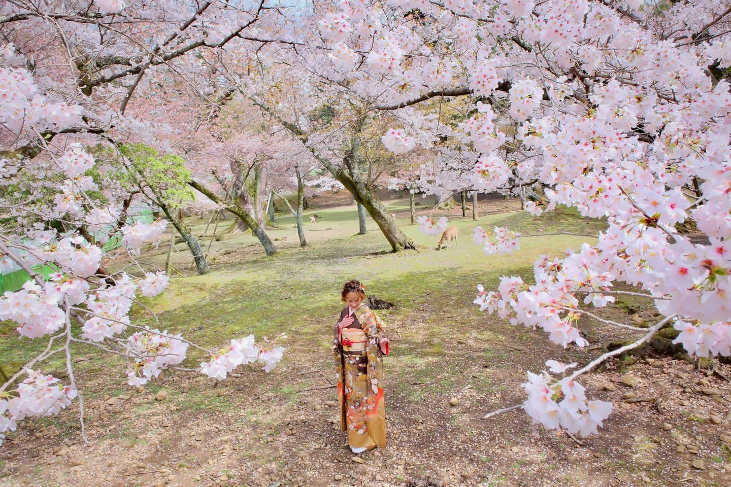 奈良での成人式前撮り写真