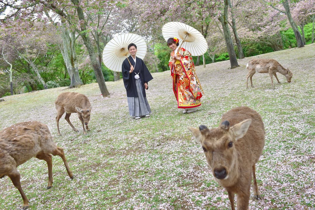 奈良公園の鹿との結婚式の写真